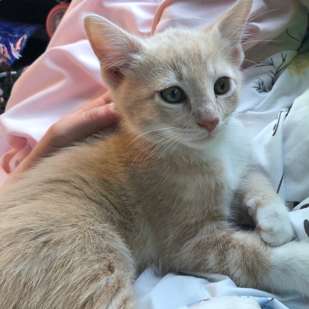 Meet your Posher, Chesney